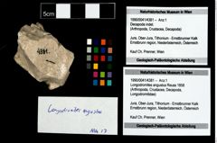 Foto (Objekt + Etikett) von Longodromites angustus (Reuss 1858)  (NHMW-GEO-1990-0041-4381)